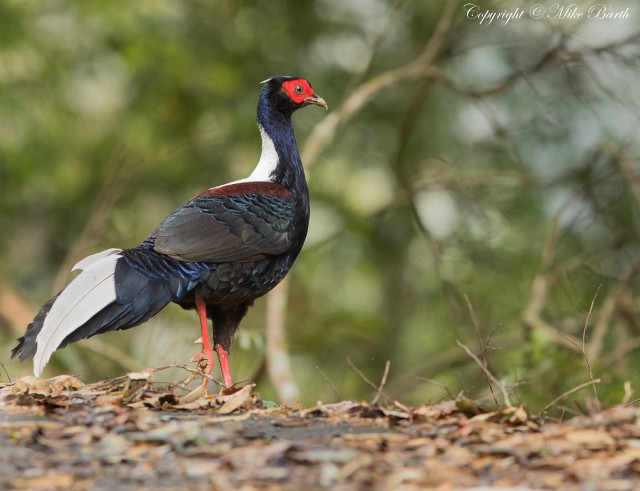 Red headed bird woods bokeh free wallpaper - medium preview image