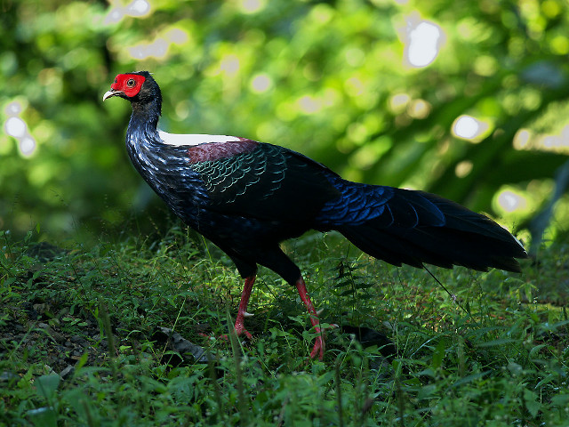 Red head black bird grass free wallpaper - medium preview image