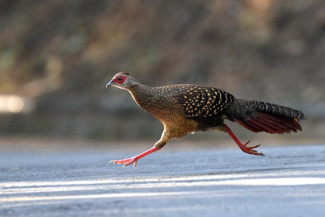 Bird red beak walking wings free wallpaper - medium preview image
