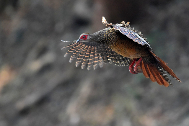 Bird flying wings spread head #2 free wallpaper - medium preview image