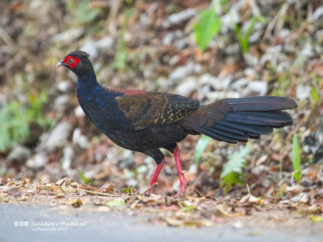 Black bird red feet rocky free wallpaper - medium preview image