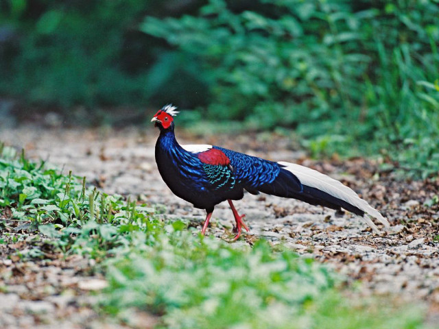 Bird red head blue tail free wallpaper - medium preview image