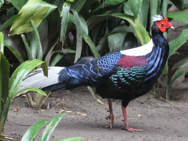 Colorful bird dirt ground garden free wallpaper - medium preview image