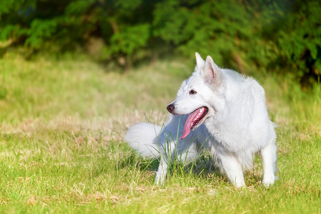 White dog sitting grass tongue #2 free wallpaper - medium preview image
