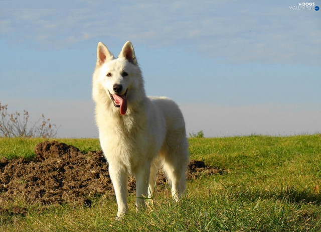 White dog field blue sky free wallpaper - medium preview image