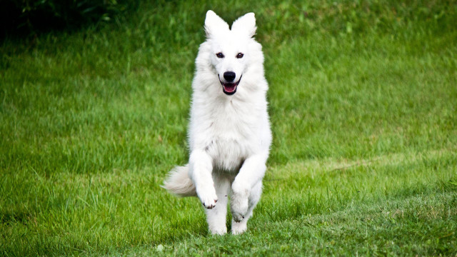 White dog running grassy field free wallpaper - medium preview image