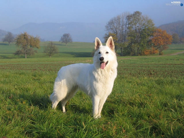 White dog field mountains grass free wallpaper - medium preview image