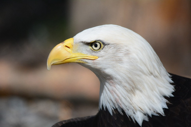 Bald eagle yellow beak white free wallpaper - medium preview image