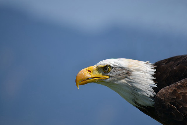 Bald eagle yellow beak white #2 free wallpaper - medium preview image