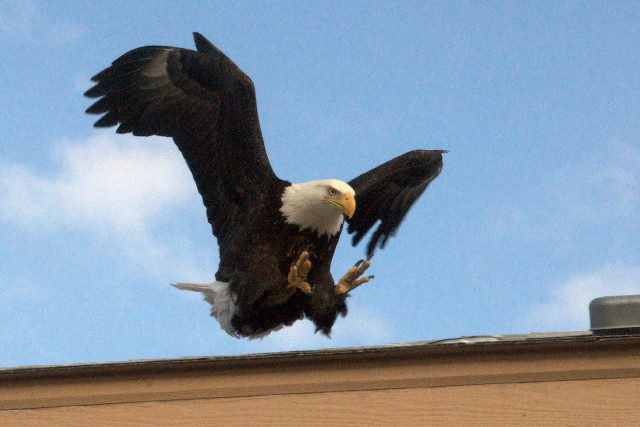 Bald eagle flying wings spread #3 free wallpaper - medium preview image