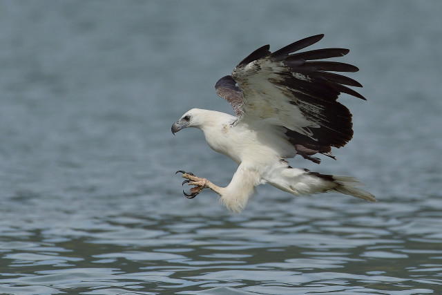 Bird flying water fish mouth #5 free wallpaper - medium preview image