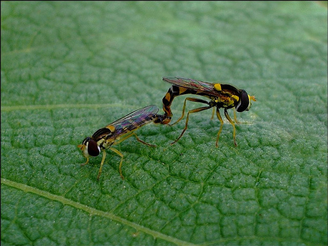 Bees green leaf macro award free wallpaper - medium preview image