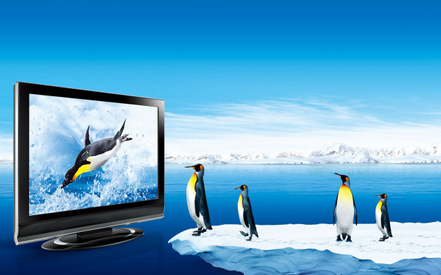 Penguins tv screen watching penguin free wallpaper - medium preview image