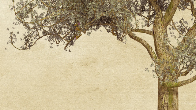 Tree bench dirt ground light free wallpaper - medium preview image