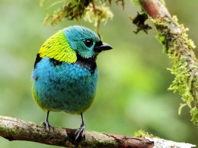 Small blue bird yellow feathers free wallpaper - medium preview image