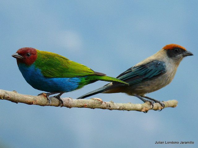 Two birds branch blue sky free wallpaper - medium preview image