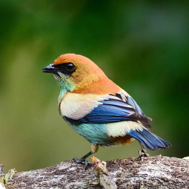 Colorful bird forest branch wildlife free wallpaper - medium preview image