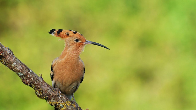 Bird beak tree branch ecological free wallpaper - medium preview image