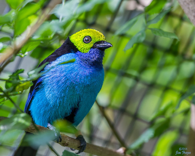 Blue bird yellow head branch free wallpaper - medium preview image