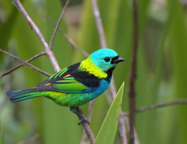 Colorful bird perched branch green #4 free wallpaper - medium preview image