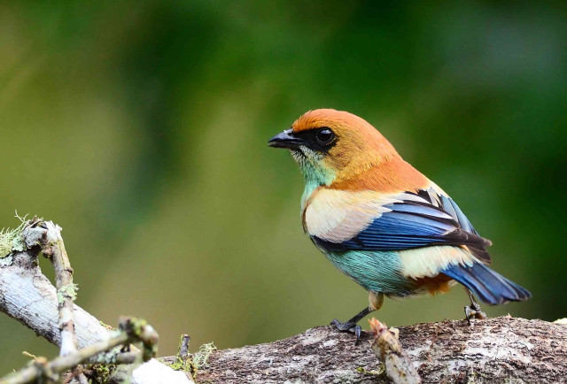 Colorful bird perched branch tree #4 free wallpaper - medium preview image