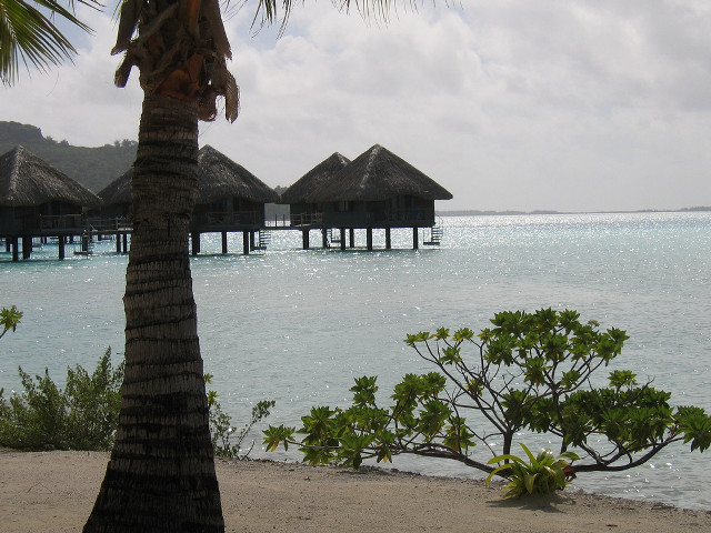 Beach palm tree pier water free wallpaper - medium preview image