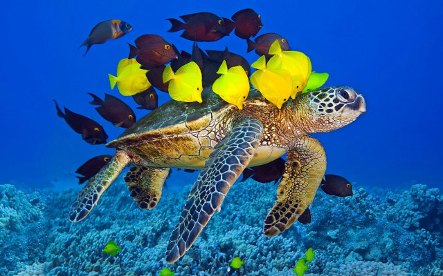 Turtle fish corals yellow flower free wallpaper - medium preview image
