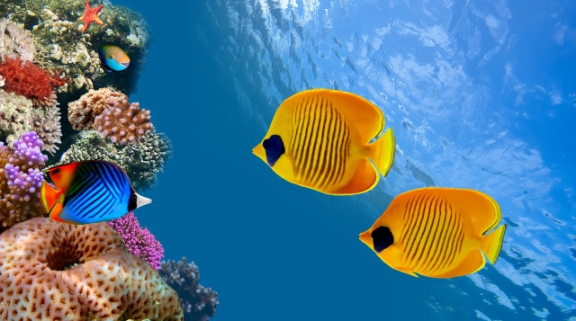Yellow fish coral reef sponge #2 free wallpaper for desktop - medium preview image