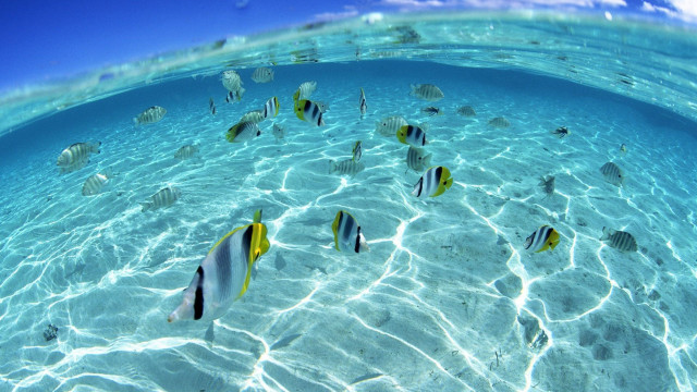 Fish swimming shallow ocean blue free wallpaper - medium preview image