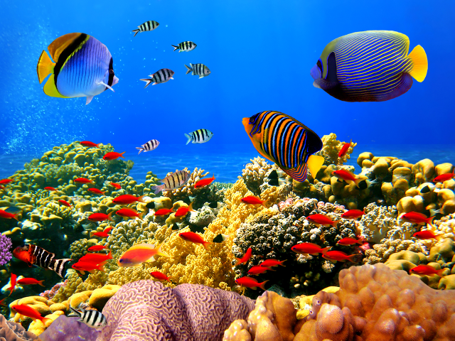 Fish coral reef ocean blue #15 free wallpaper - medium preview image