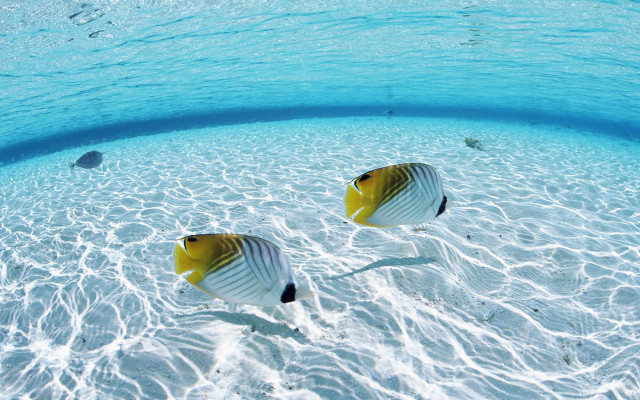 Two fish swimming shallow pool #2 free wallpaper - medium preview image