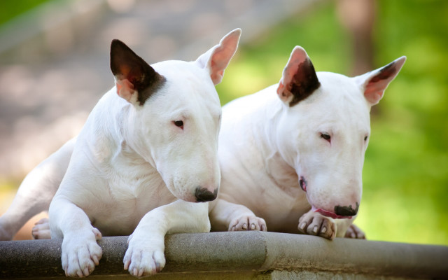 Two white dogs sitting on free wallpaper - medium preview image