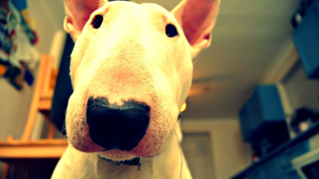 Dog closeup blurry background kitchen free wallpaper - medium preview image