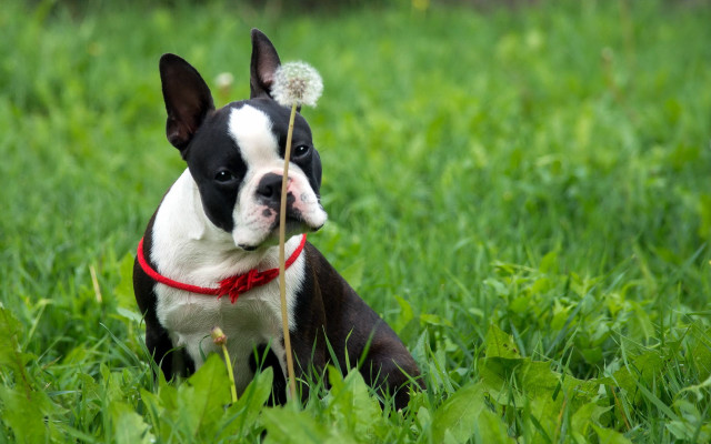 Small dog grass dandelion mouth free wallpaper - medium preview image