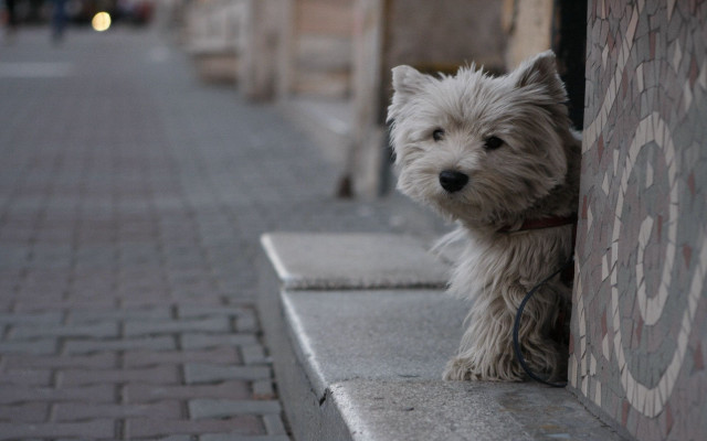 Small white dog sidewalk brick free wallpaper - medium preview image