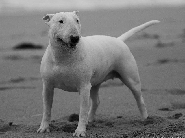 White dog beach ocean smile free wallpaper - medium preview image