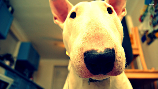 Dog face closeup blurry background #2 free wallpaper - medium preview image