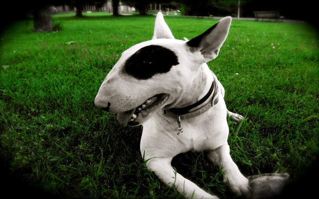 Dog laying grass mouth open #4 free wallpaper - medium preview image