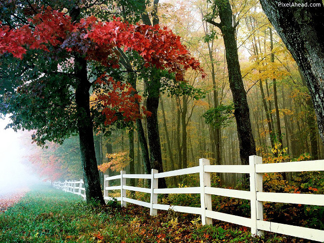 White fence forest trees leaves free wallpaper - medium preview image