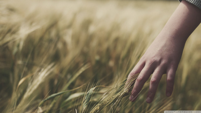 Hand reaching grain field wheat #2 free wallpaper - medium preview image
