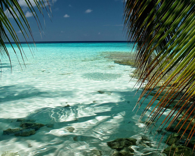 Beach palm tree clear water #2 free wallpaper - medium preview image