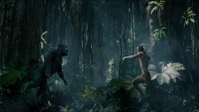 Man jungle gorilla foreground gorilla free wallpaper - medium preview image