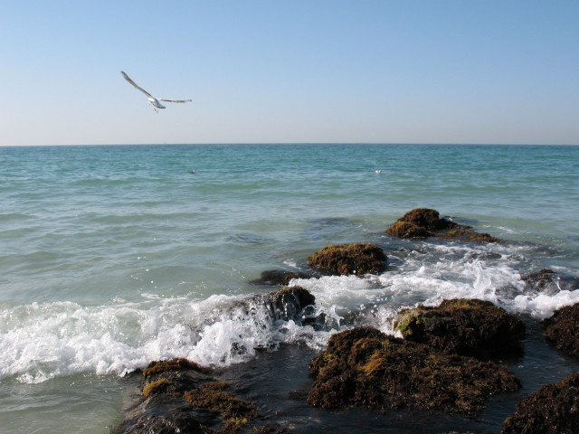 Bird flying ocean rocks wave free wallpaper - medium preview image
