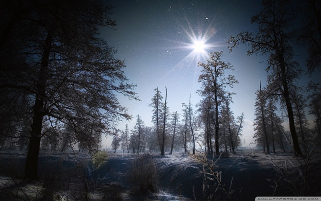 Sunny snowy forest trees snow free wallpaper - medium preview image