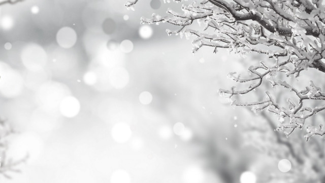 Snowy moonlit branch bokeh winter free wallpaper - medium preview image