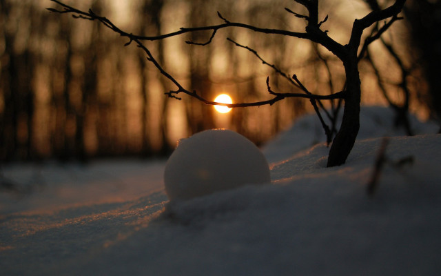 Snowball snow treebranch sunset background free wallpaper - medium preview image