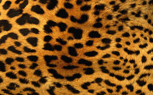 Leopard print pattern closeup skin free wallpaper - medium preview image