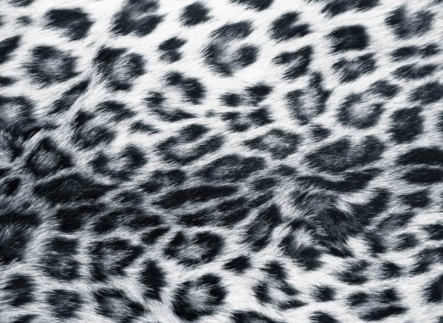 Leopard fur pattern aesthetic album free wallpaper - medium preview image