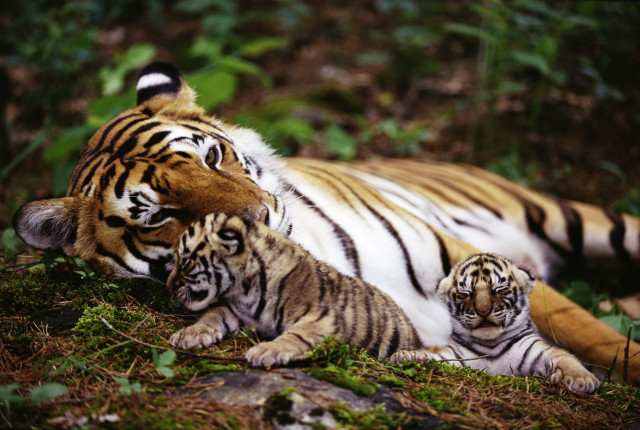 Tigers laying grass mother behind free wallpaper - medium preview image