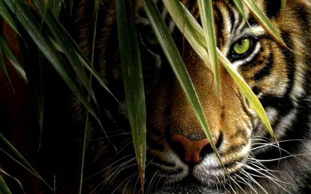 Tiger hiding tall grass serious #4 free wallpaper - medium preview image